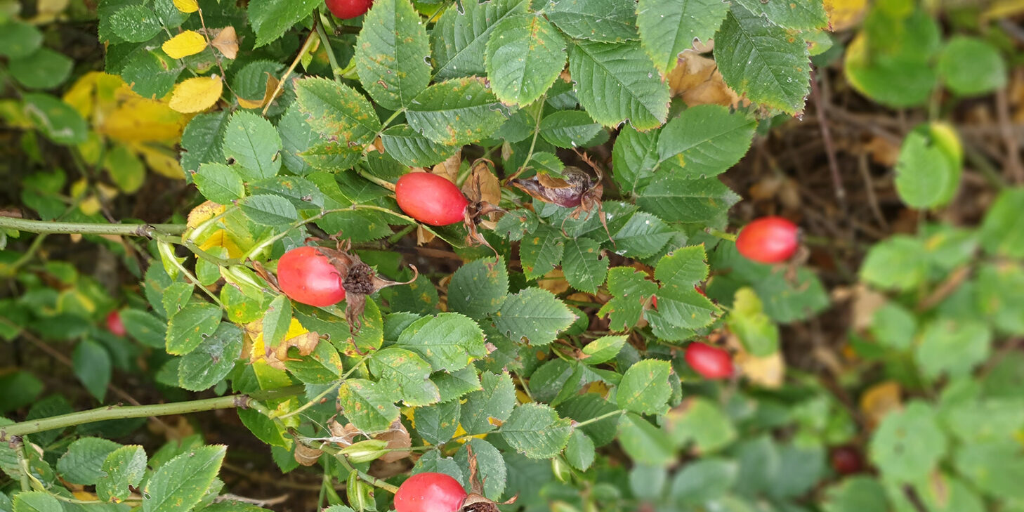 NABU Lampertheim e.V.